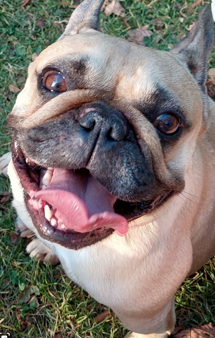 Französische bulldogge