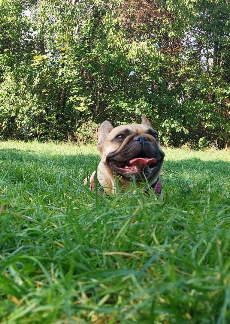 Französische bulldogge