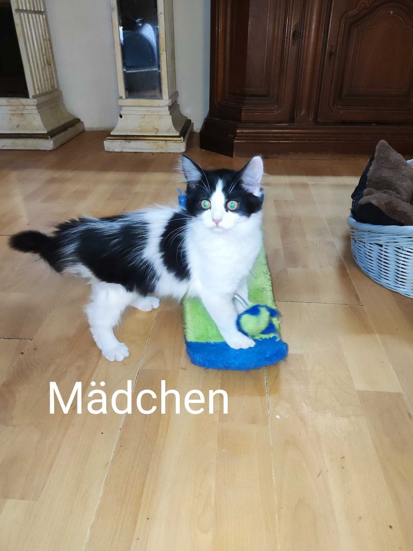 Kleine Schmusekatzen