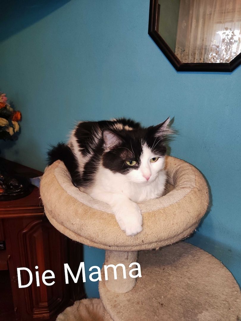 Kleine Schmusekatzen