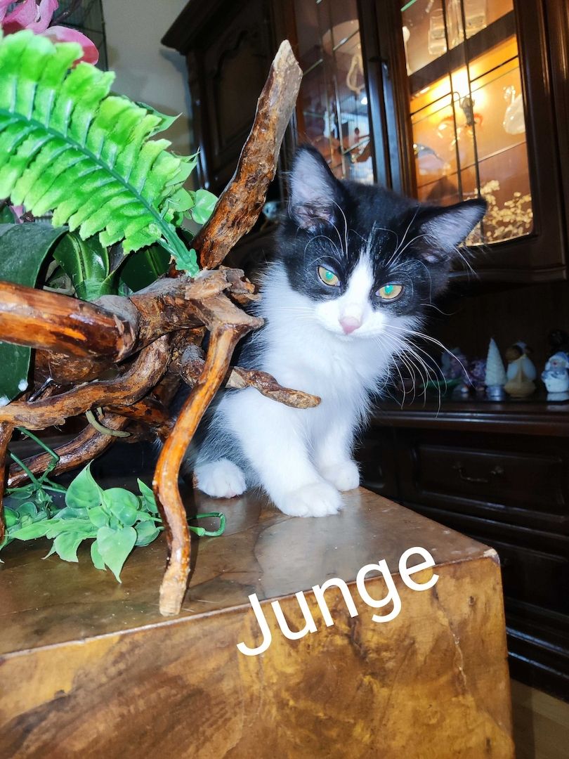 Kleine Schmusekatzen