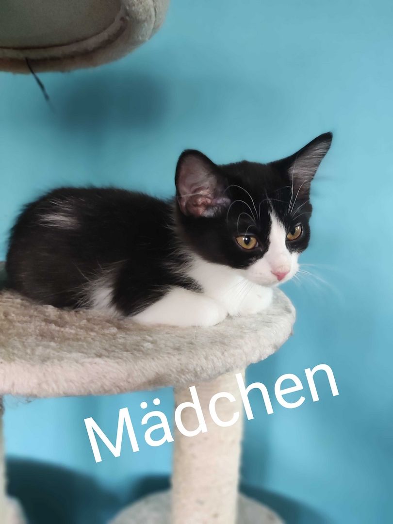 Kleine Schmusekatzen