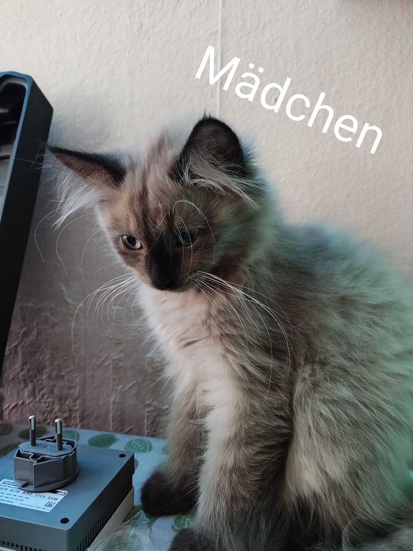 Kleine Schmusekatzen