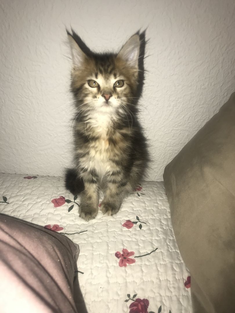 Main Coon Kitten