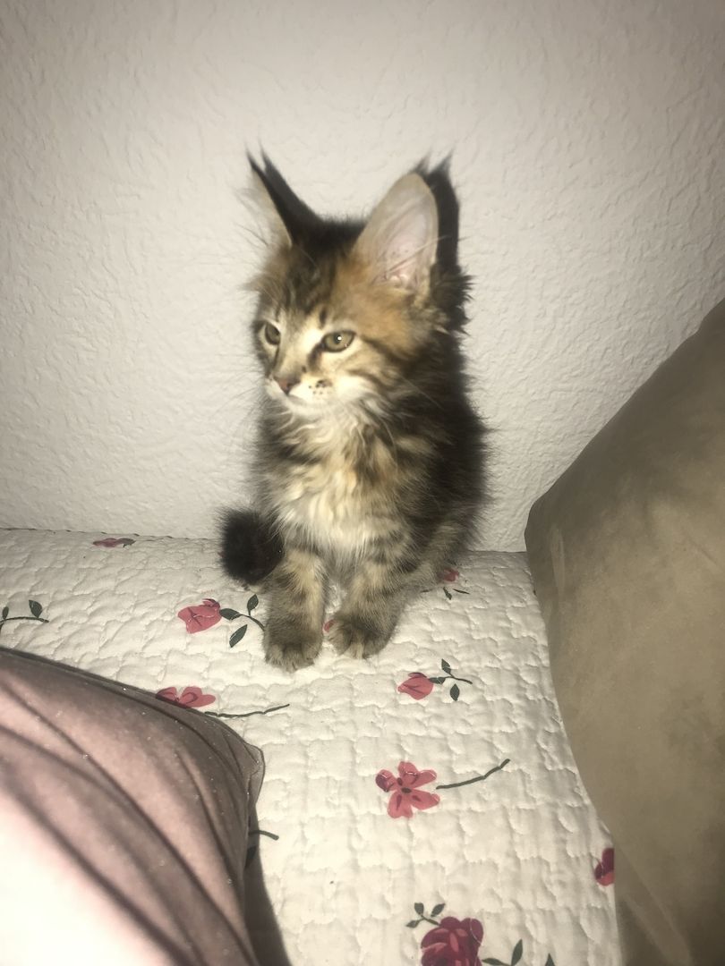 Main Coon Kitten