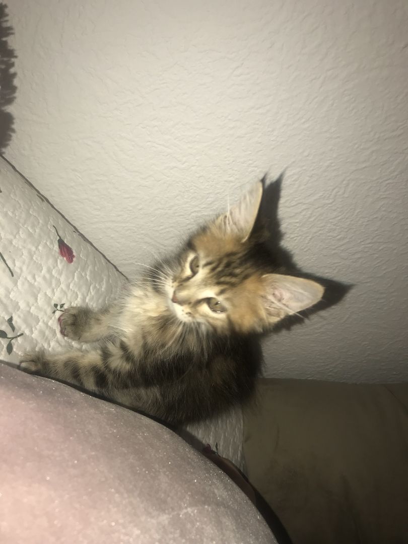 Main Coon Kitten