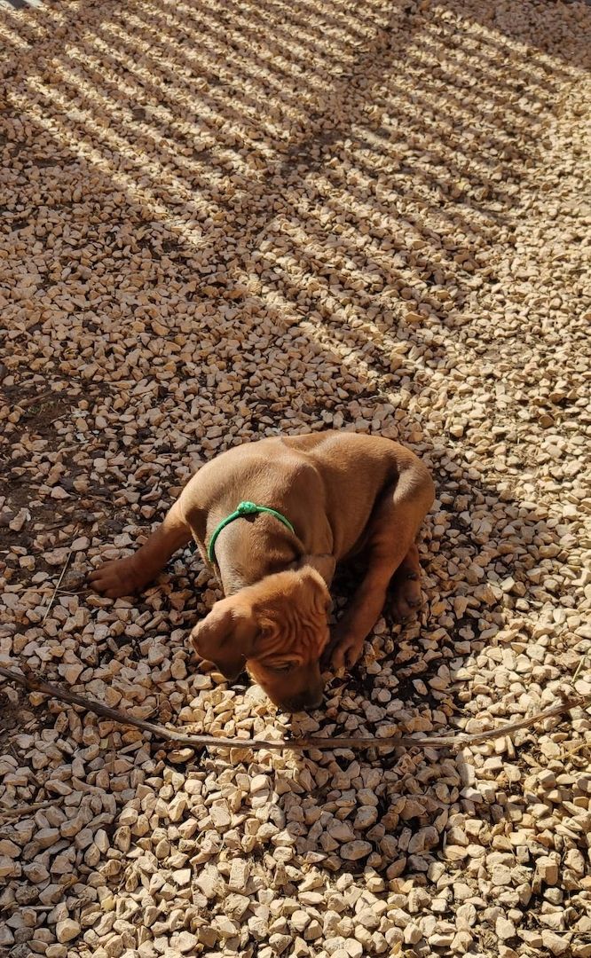 Rhodesian Ridgeback Welpe