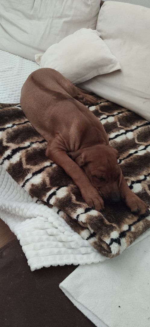 Rhodesian Ridgeback Welpe