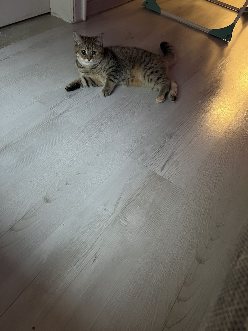 BKH Kitten Katze sehr süß