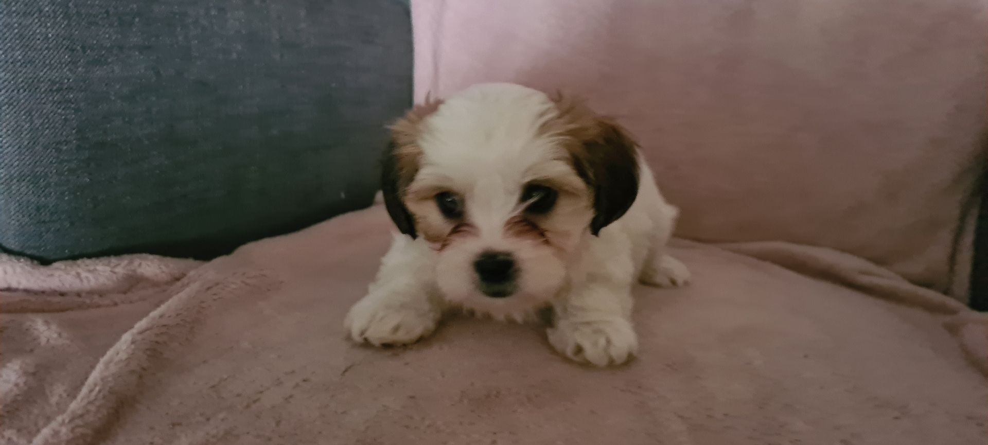 Shih tzu Mix welpen