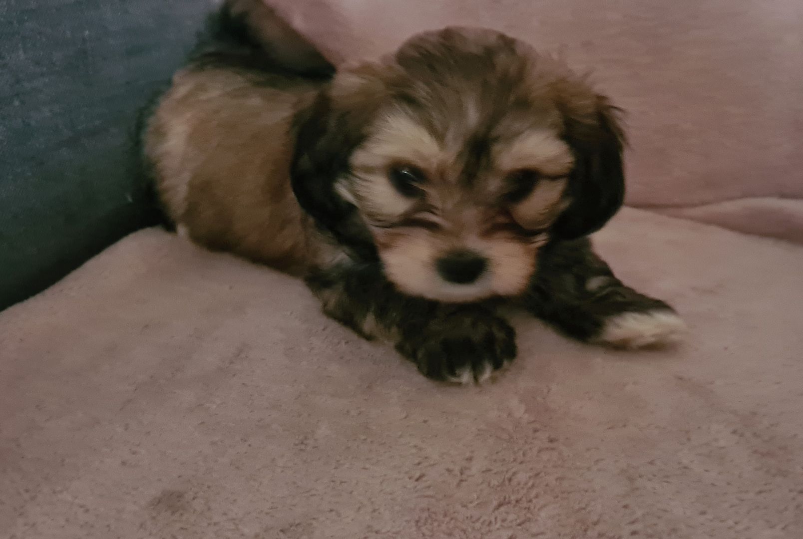 Shih tzu Mix welpen