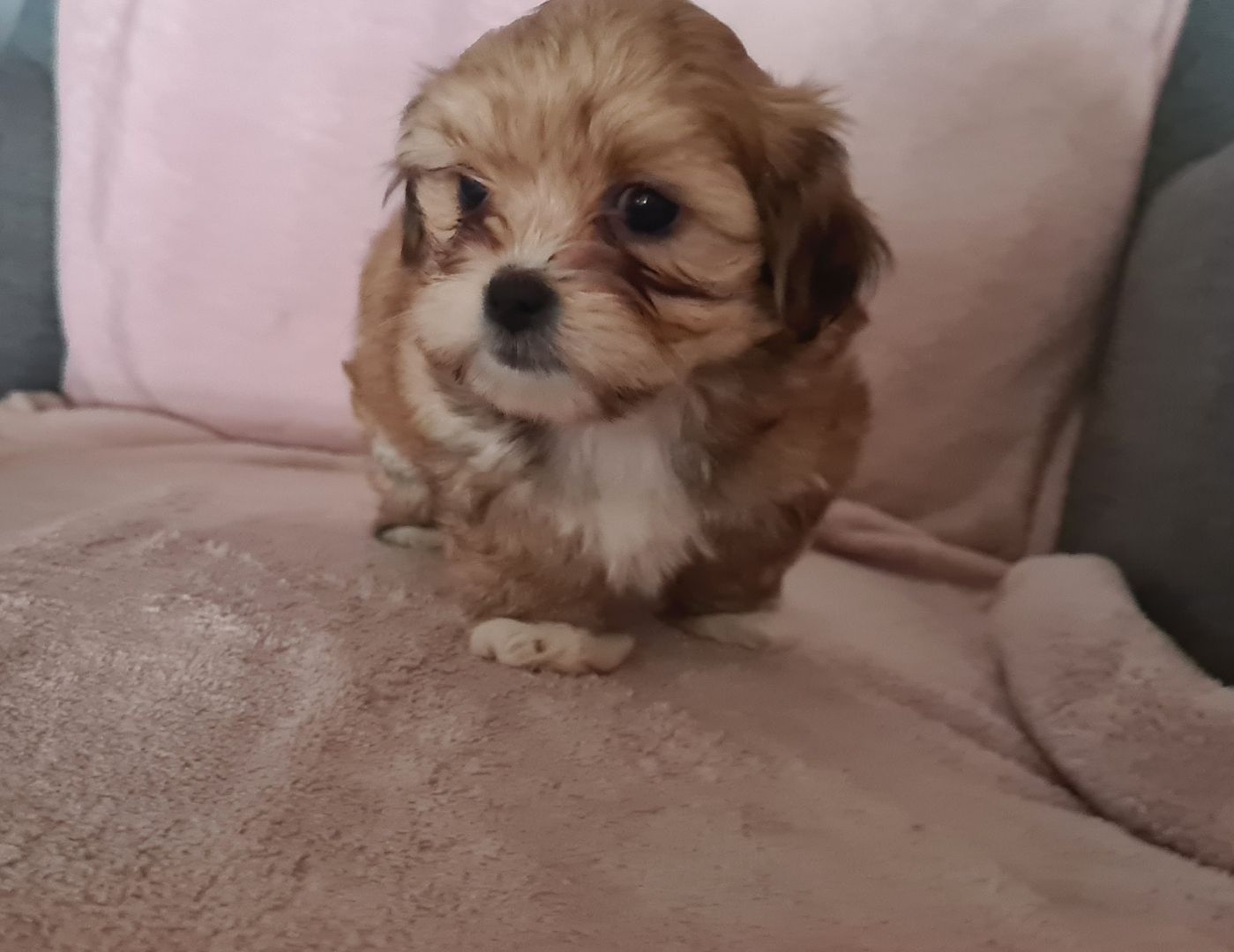 Shih tzu Mix welpen