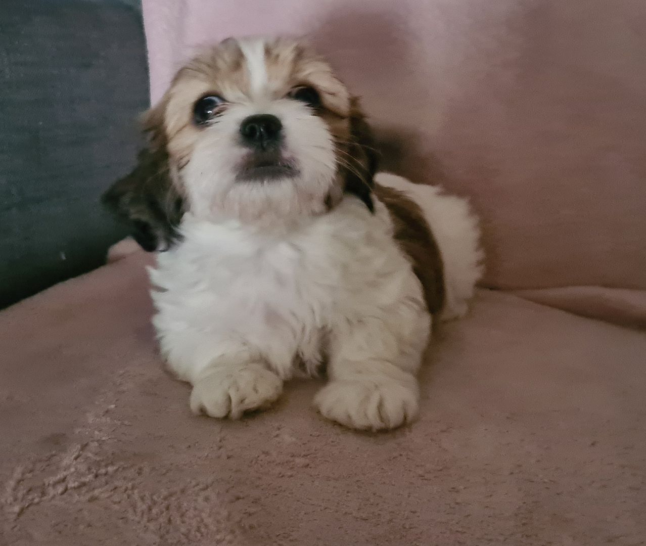 Shih tzu Mix welpen