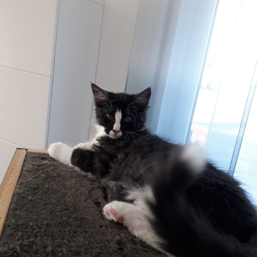 MaineCoon Kitten zu verkaufen