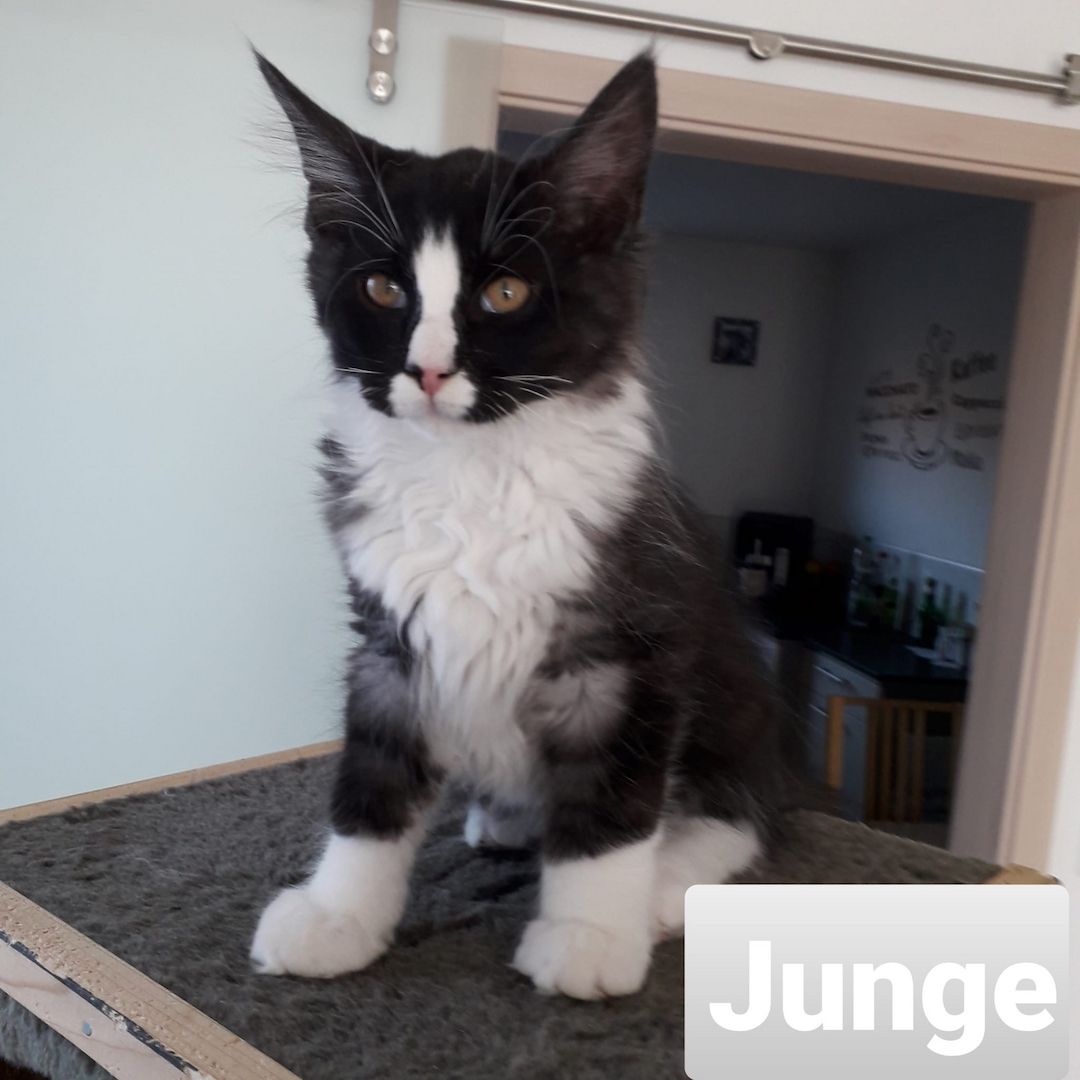 MaineCoon Kitten zu verkaufen