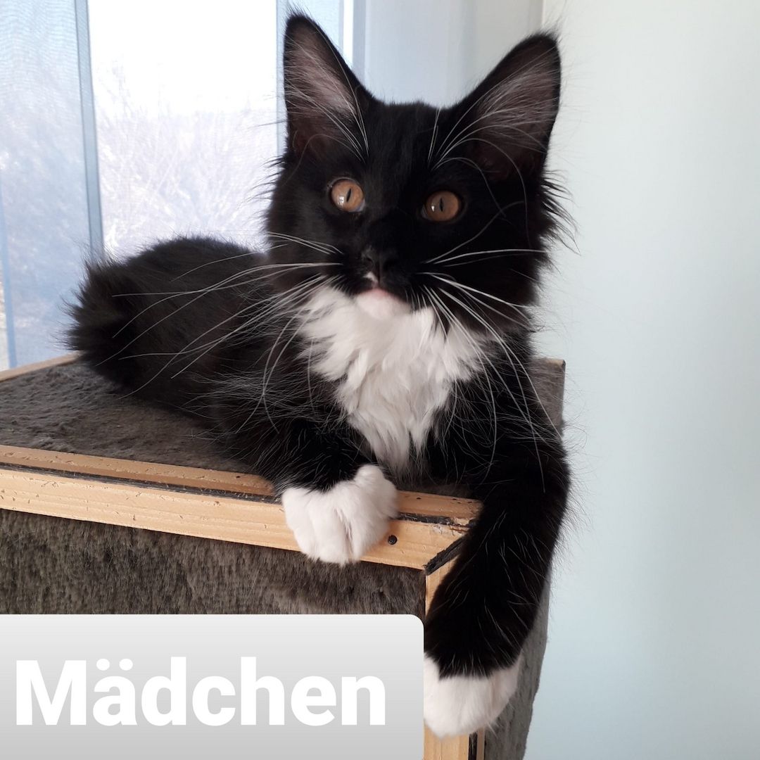 MaineCoon Kitten zu verkaufen