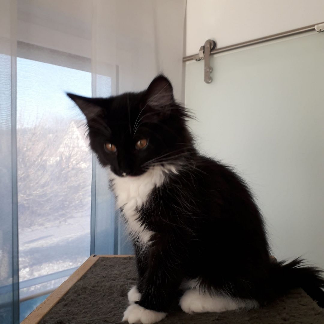 MaineCoon Kitten zu verkaufen