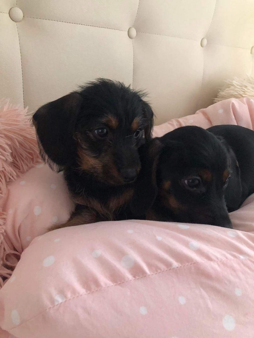 Vier Mix Dackel welpen