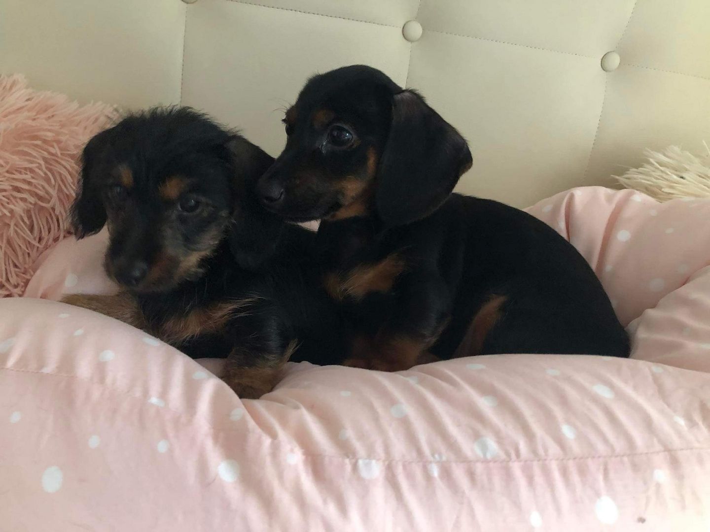 Vier Mix Dackel welpen