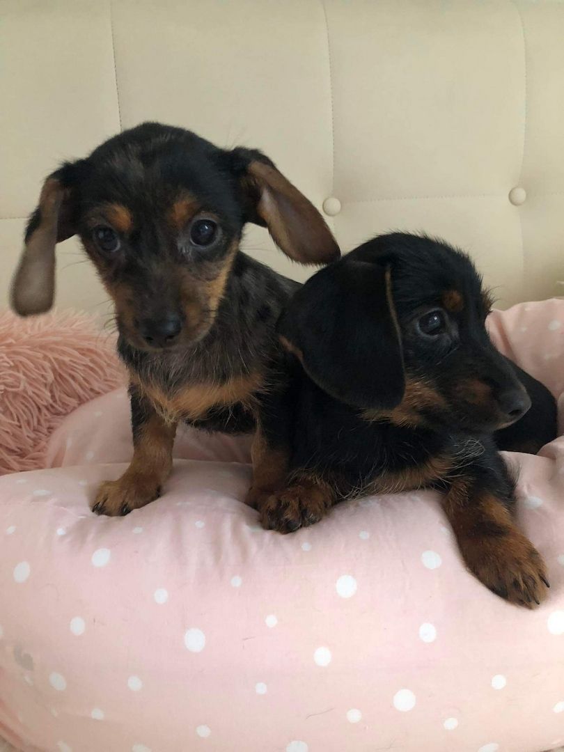 Vier Mix Dackel welpen