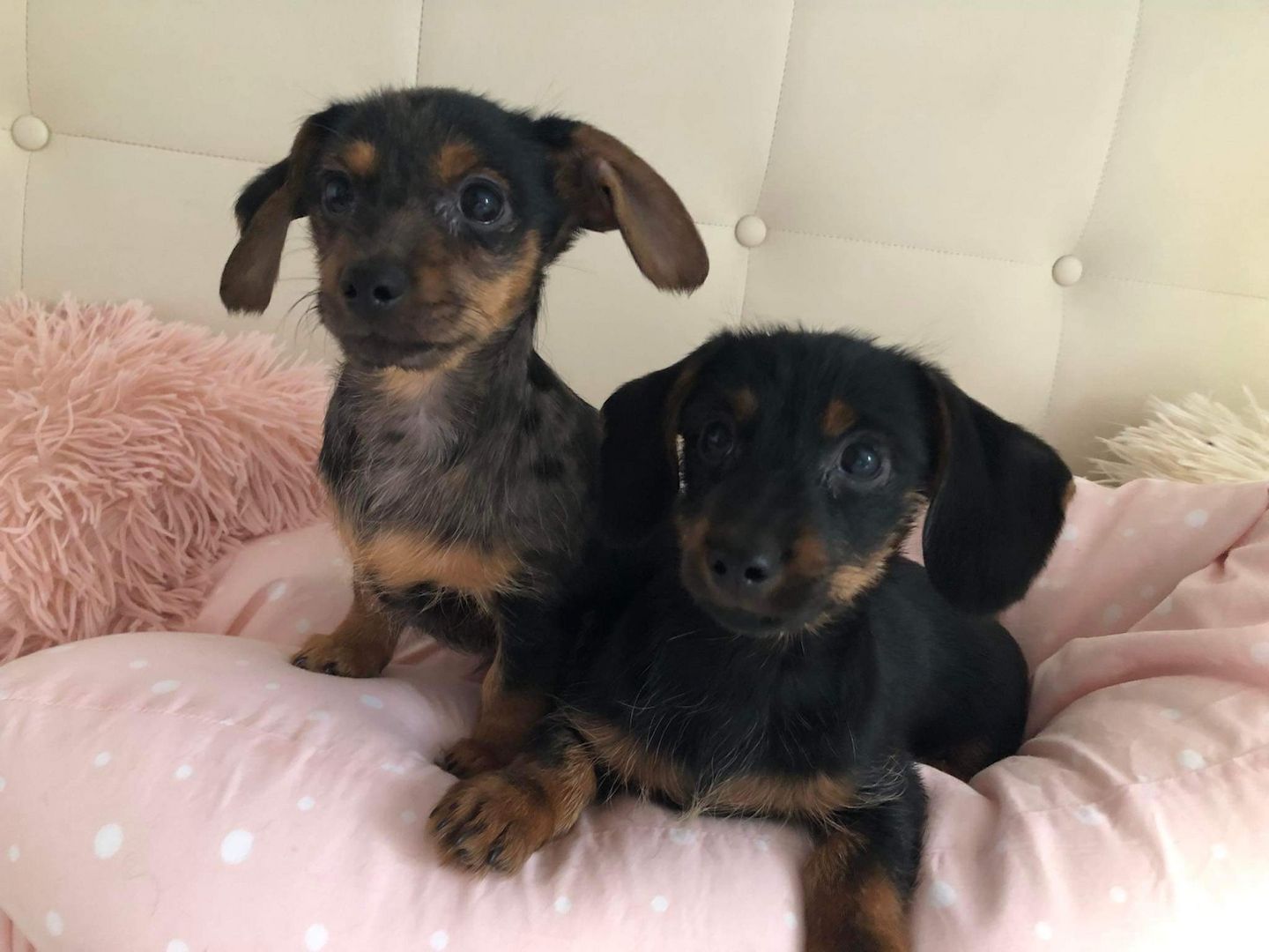 Vier Mix Dackel welpen