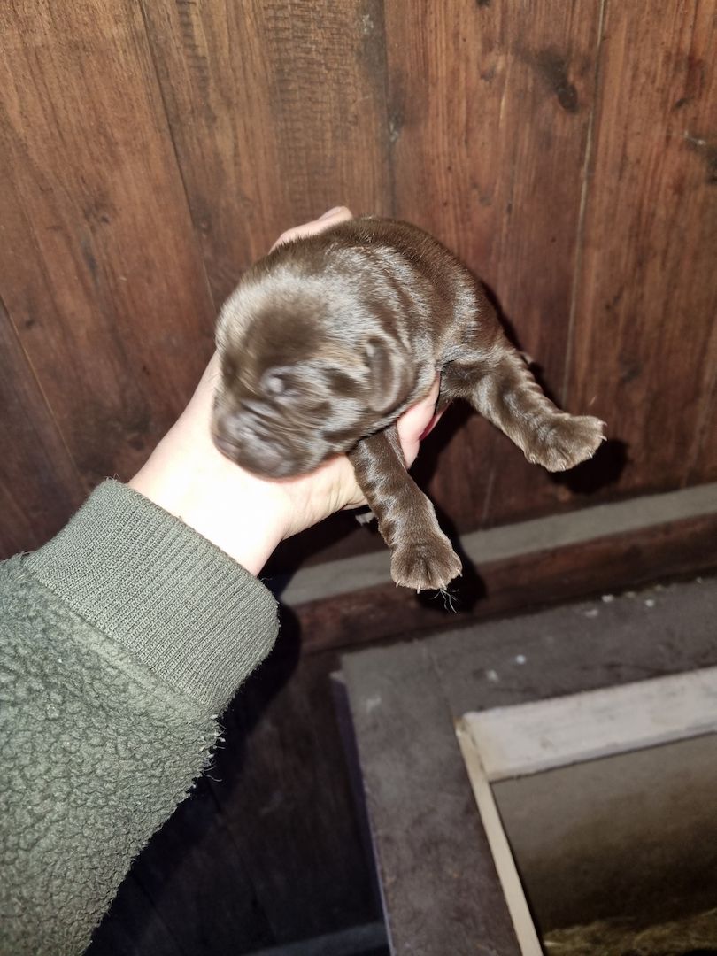 Labradorwelpen Labradorwelpen