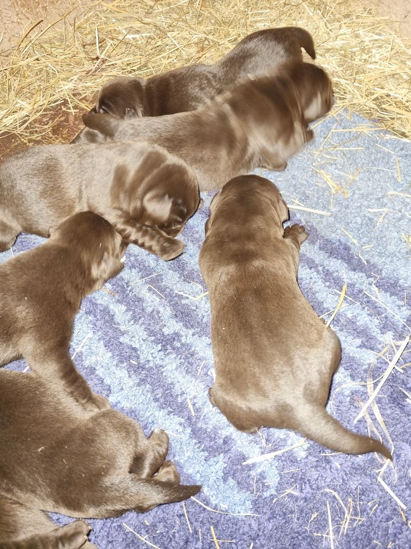 Labradorwelpen Labradorwelpen