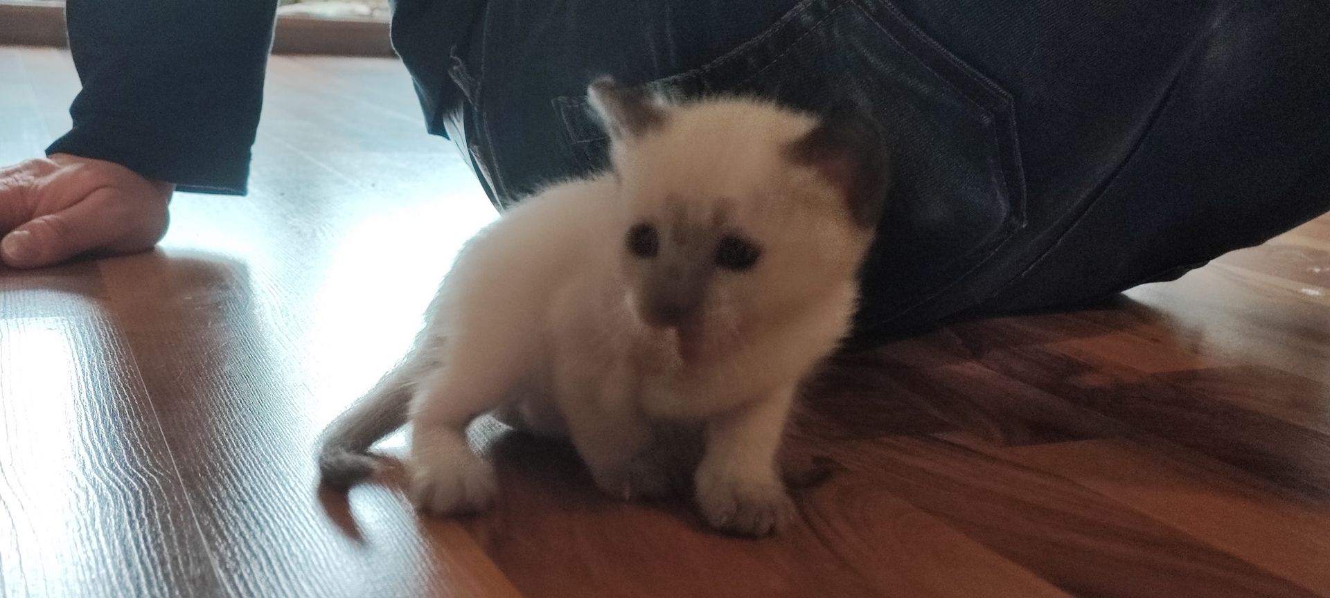 6 Siam Sealpoint Kitten