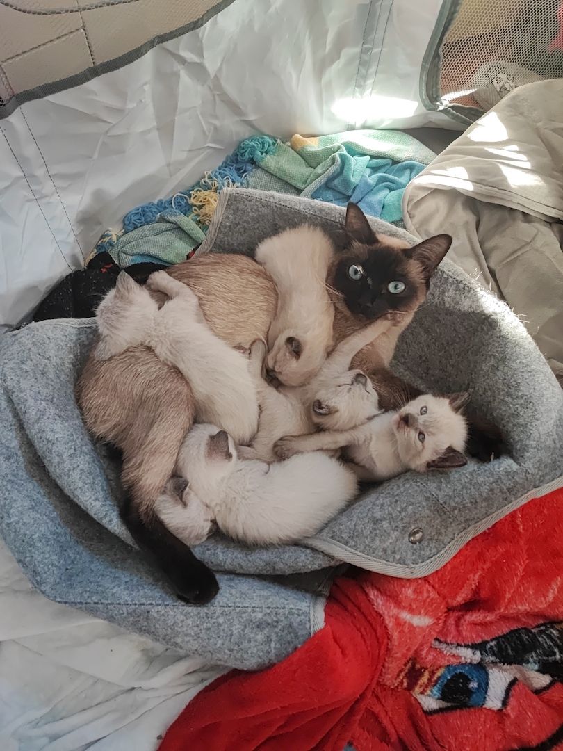 6 Siam Sealpoint Kitten