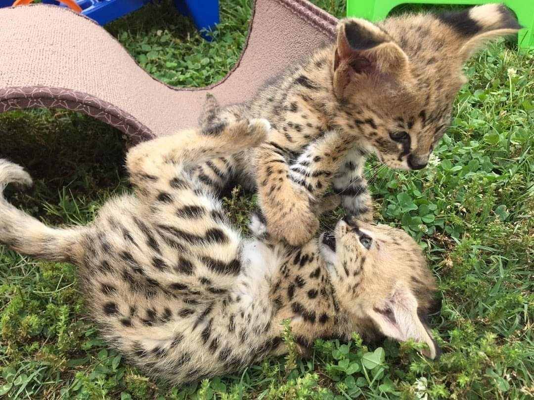 mehrere Kätzchen verfügbar