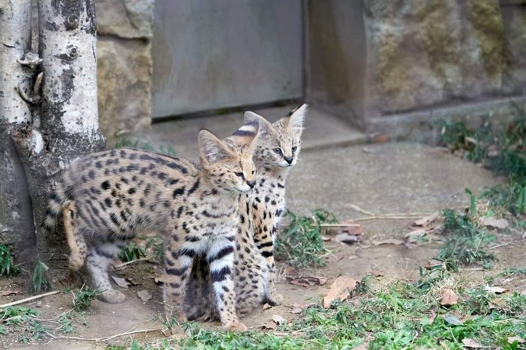 mehrere Kätzchen verfügbar