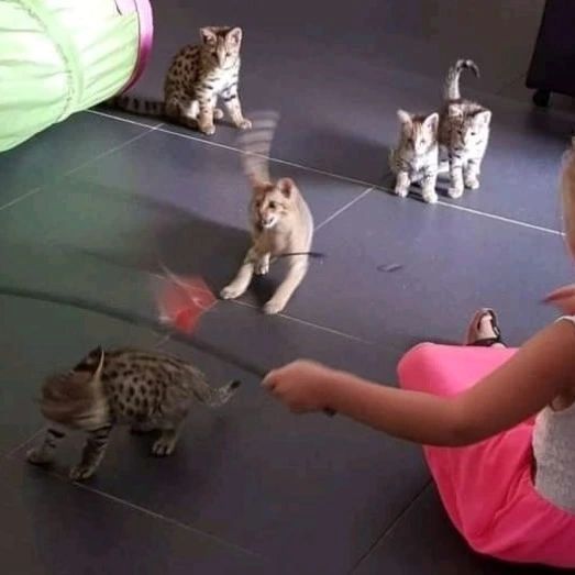 mehrere Kätzchen verfügbar