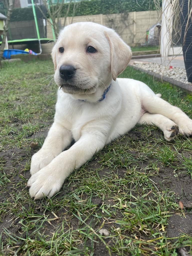 Labrador Welpen Labrador Welpen