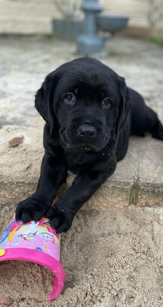 Labrador Welpen Labrador Welpen