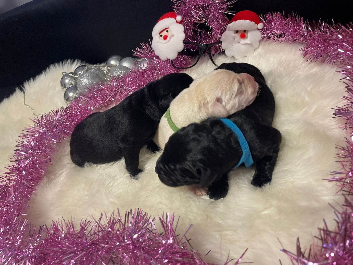 Labrador Welpen Labrador Welpen