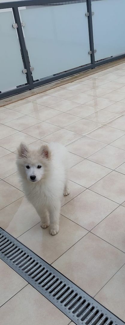 Samojede Hündin abzugeben