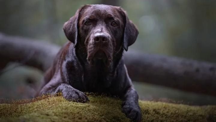 Labrador Welpen Labrador Welpen