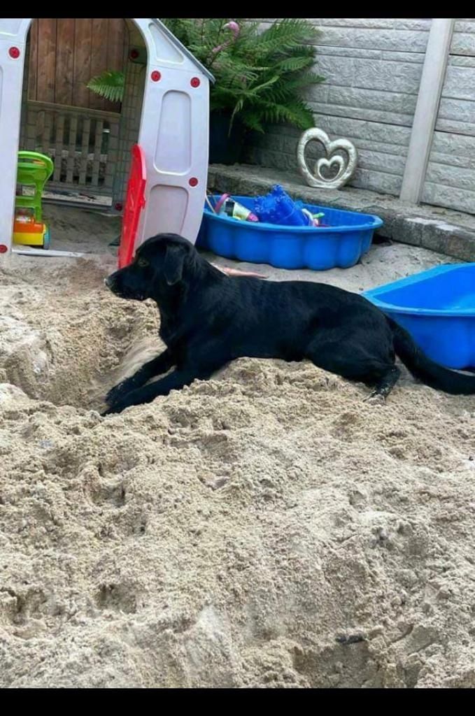 Labrador Welpen Labrador Welpen