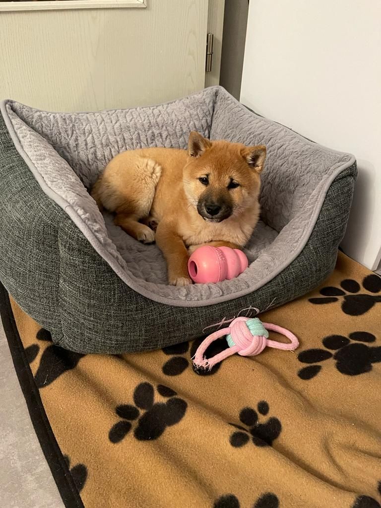 Shiba Inu Mädchen 13 Wochen