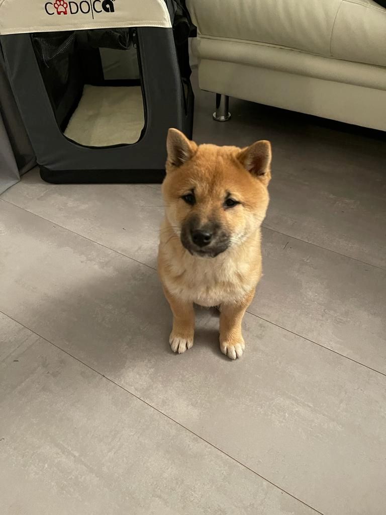 Shiba Inu Mädchen 13 Wochen