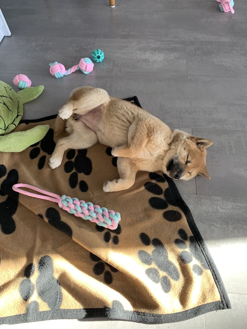 Shiba Inu Mädchen 13 Wochen