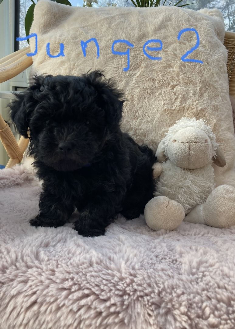 Bolonka Zwetna Welpen suchen ein neues Zuhause