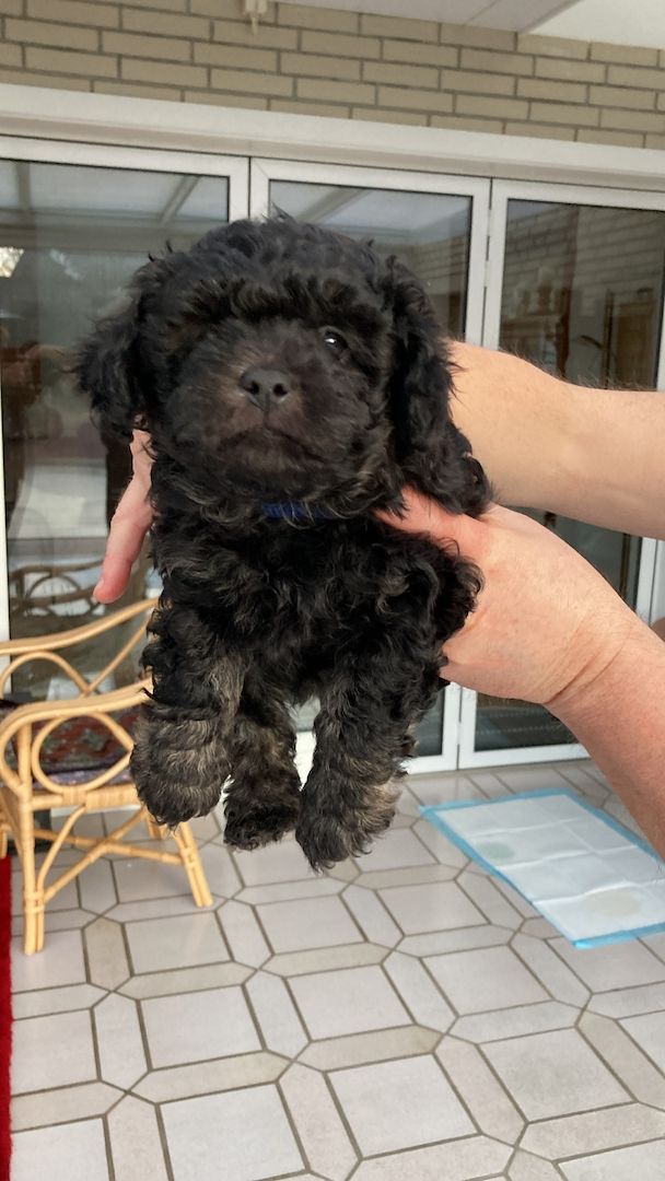 Bolonka Zwetna Welpen suchen ein neues Zuhause