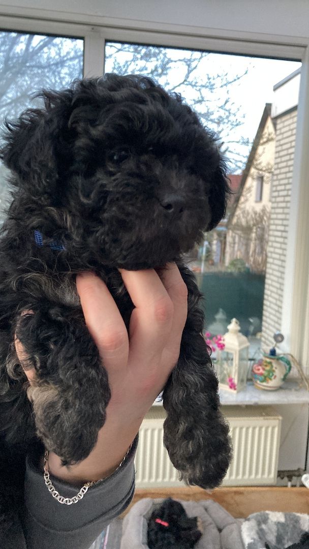 Bolonka Zwetna Welpen suchen ein neues Zuhause