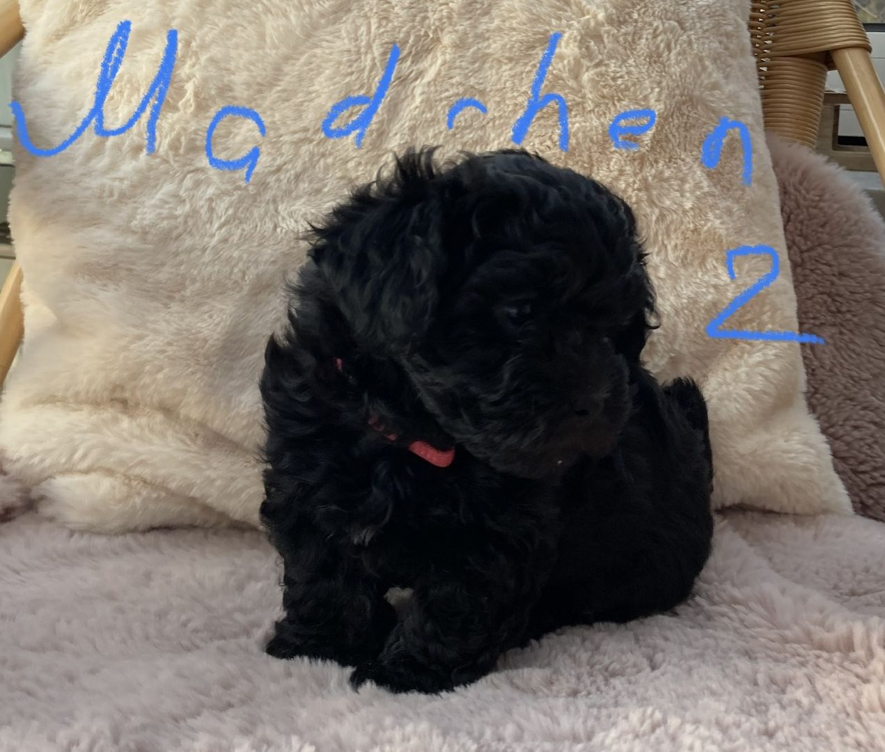 Bolonka Zwetna Welpen suchen ein neues Zuhause