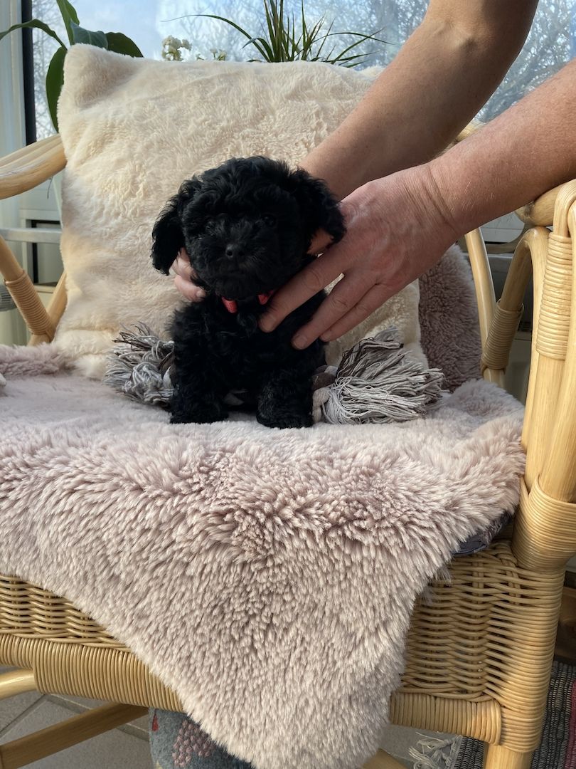 Bolonka Zwetna Welpen suchen ein neues Zuhause