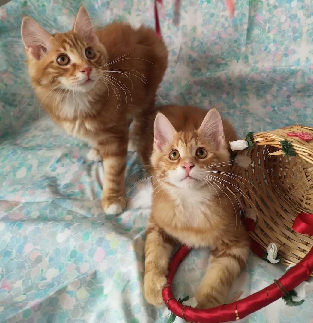 Zwei süße Brüderchen mit Stammbaum. ABGABEBEREIT.