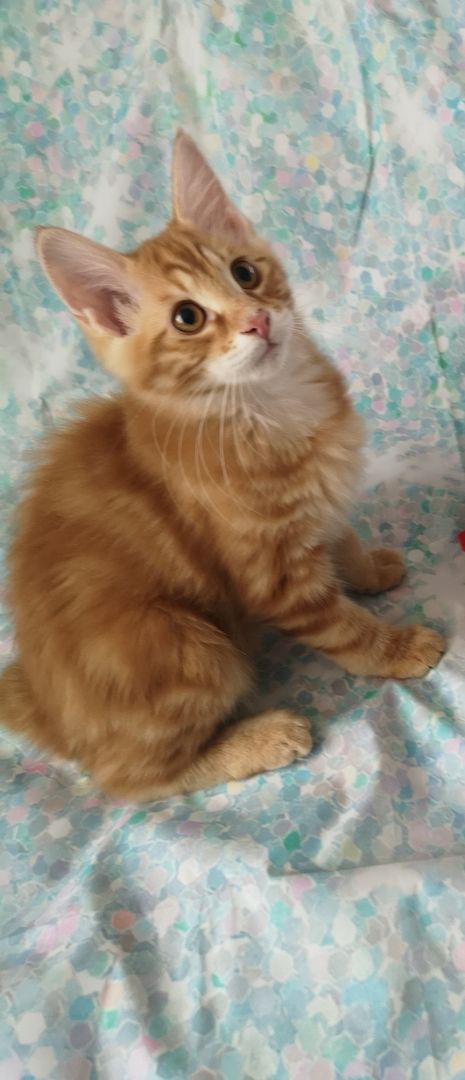 Zwei süße Brüderchen mit Stammbaum. ABGABEBEREIT.