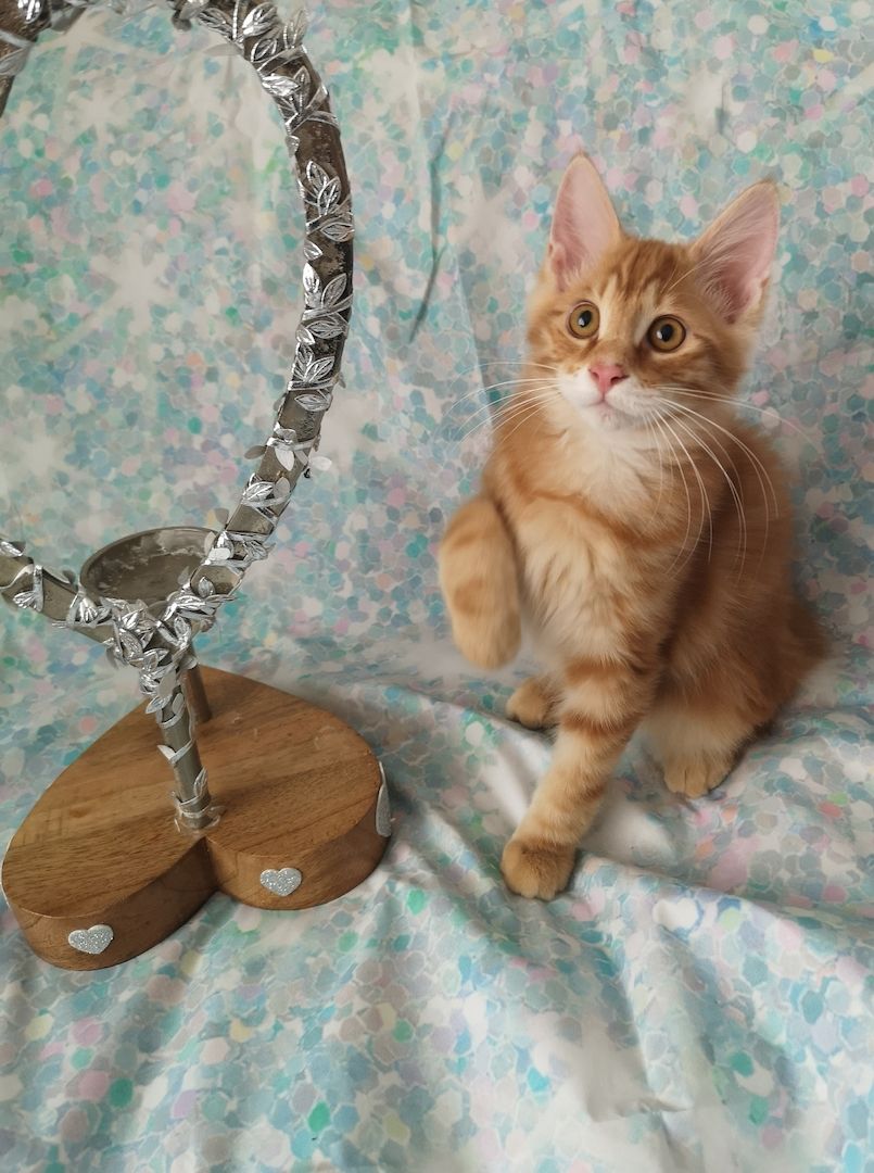 Zwei süße Brüderchen mit Stammbaum. ABGABEBEREIT.