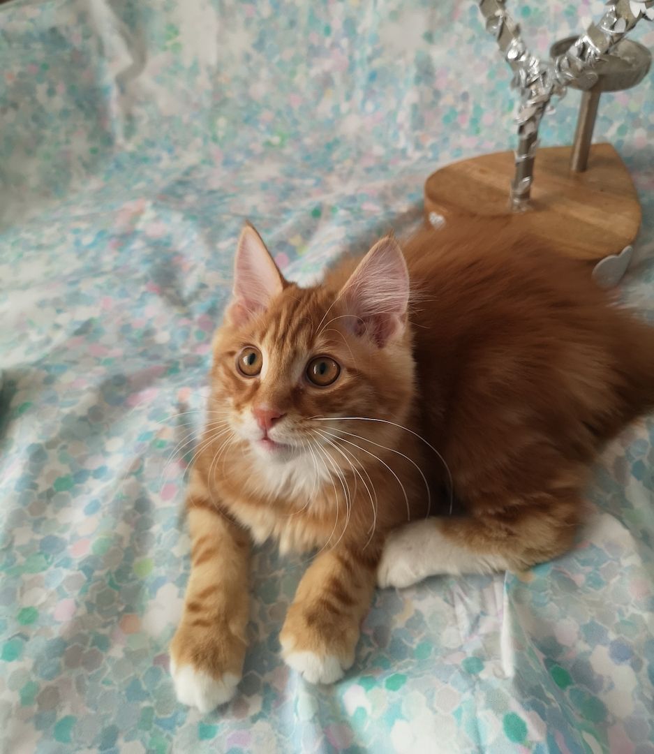 Zwei süße Brüderchen mit Stammbaum. ABGABEBEREIT.